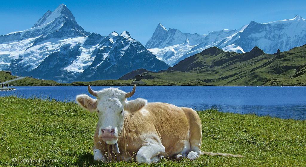 Camping Jungfrau Lauterbrunnen Exterior foto